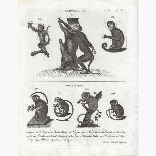 Antique Print Monkeys 7 Similae 1827 Prints