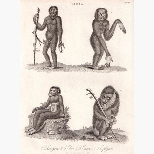 Monkeys Simia satyrus S.lar S.innus S.sphynx 1827. Prints KittyPrint Monkeys & Primates