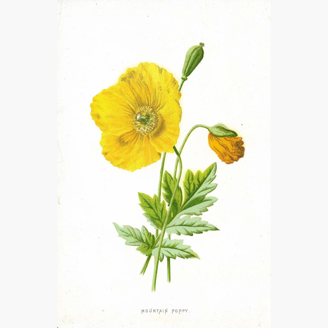 Antique Print Mountain Poppy 1890 Prints