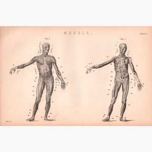Muscle. Plate 1 1881 Prints