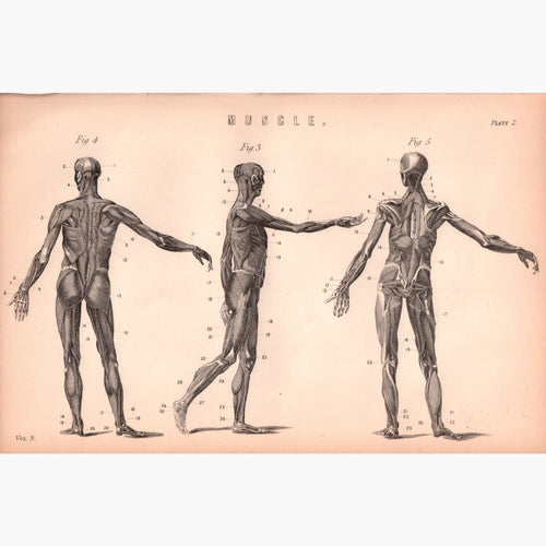 Muscle. Plate 2 1881 Prints