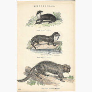 Antique Print Mustelidae,1881 Prints