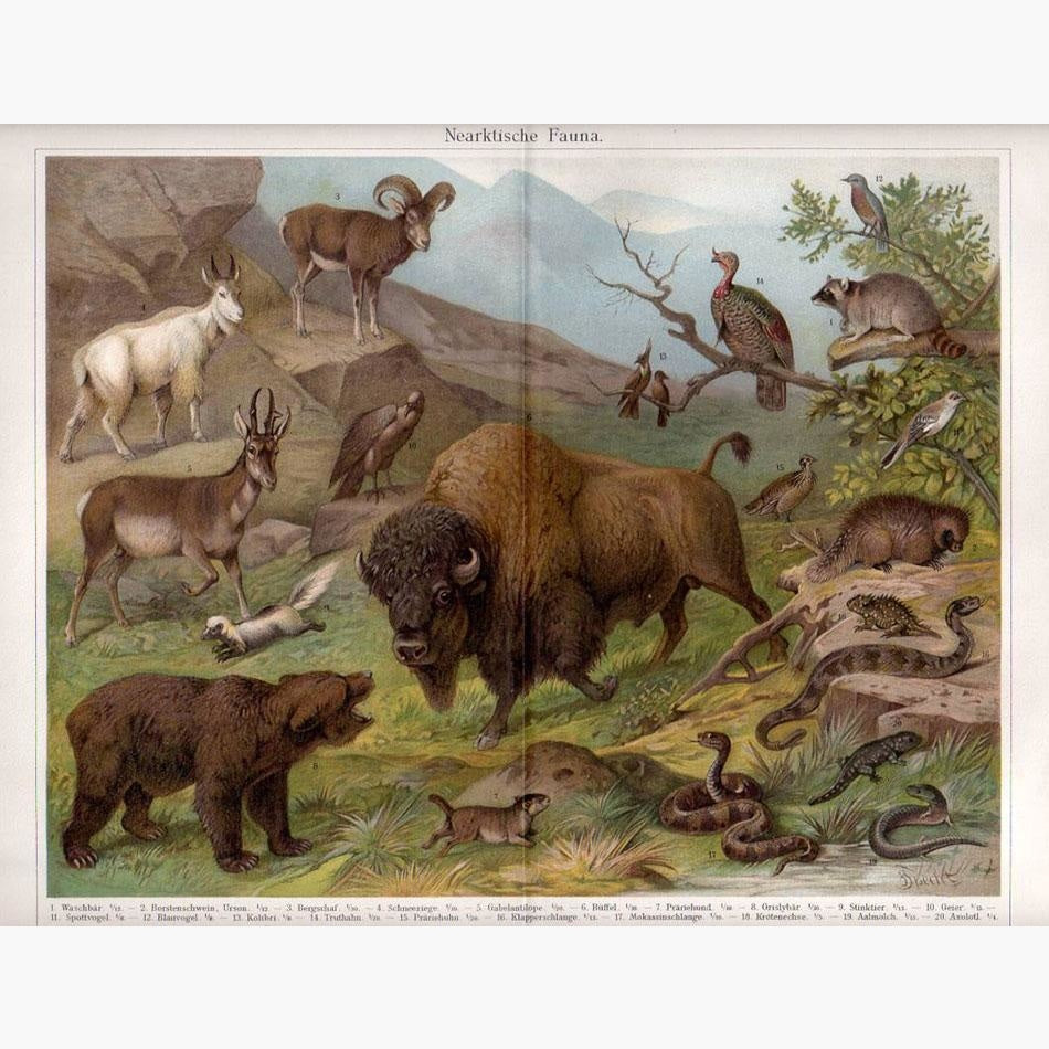 North Arctic Fauna Nearktische Fauna 1906 Prints KittyPrint 1900s Genre Scenes Monkeys & Primates