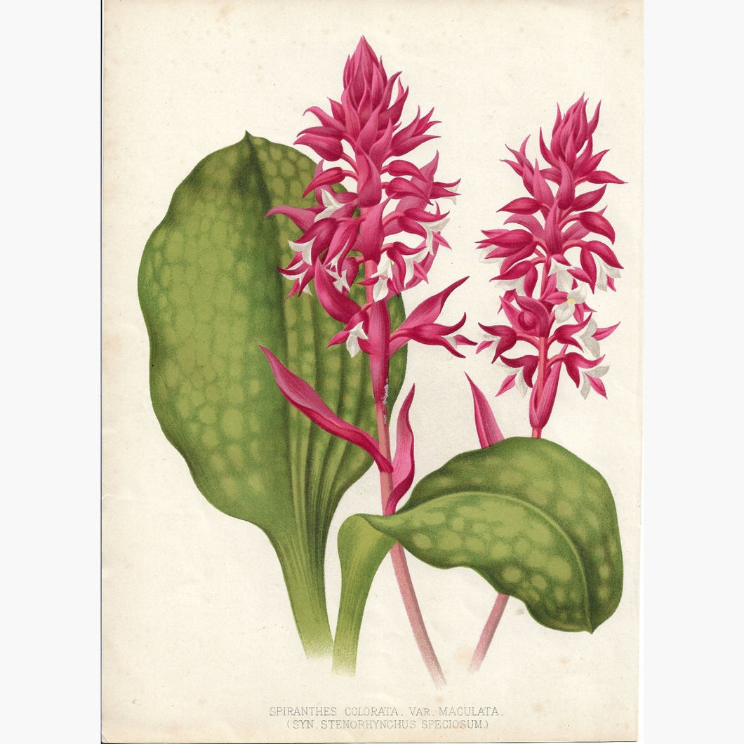 Antique Print Orchid Spiranthes Colorata. Var Maculata 1875 Prints