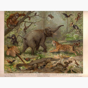 Orientalische Fauna Oriental Fauna 1906 Prints KittyPrint 1900s Other Mammals