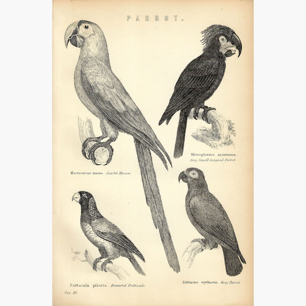 Antique Print Parrot. c1860 Prints