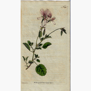 Antique Print,Pelargonium Betulinum Birch-leaved Crane’s Bill 1791 Prints