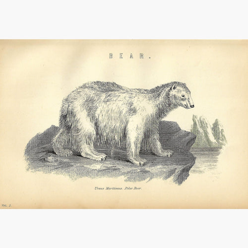 Antique Print Polar Bear 1881