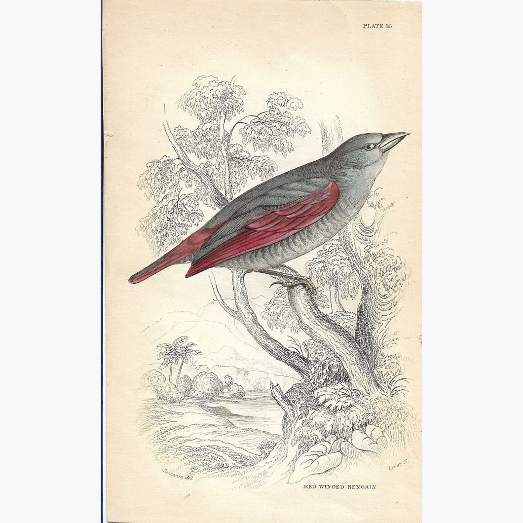 Antique Print Red Winged Bengaly 1860 Prints