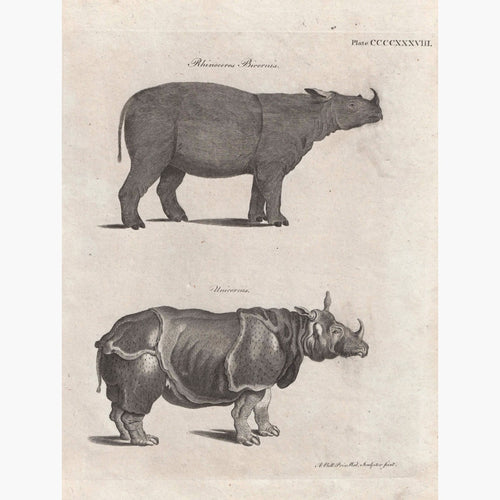 Antique print Rhinoceros Bicornis Unicornis 1789 Prints