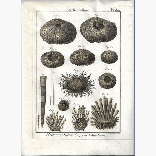 Antique Print Sea Urchin Oursin Plate 134 Echinus 1790 Prints