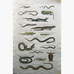 Serpents 1789 Prints
