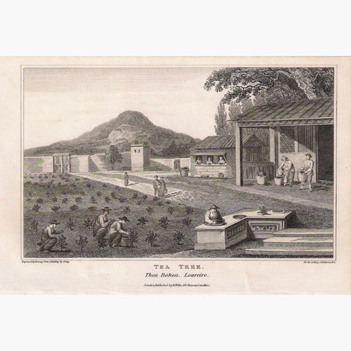 Tea Tree. Thea Bohea Loureiro 1818 Prints KittyPrint 1800s China Japan & Korea Genre Scenes
