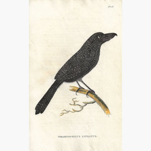 Antique Print.Thamnophilus Lineatus,1825 Prints