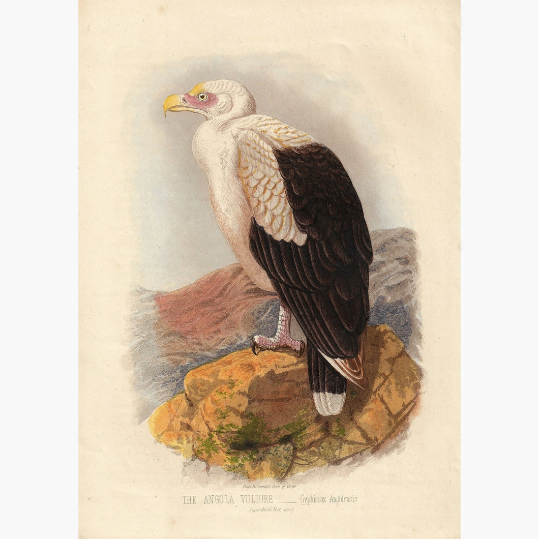 Antique Print The Angola Vulture 1870 Prints