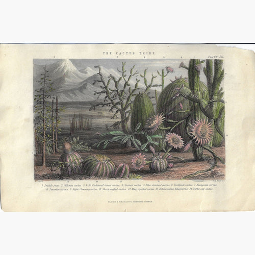 Antique Print The Cactus Tribe 1857 Prints