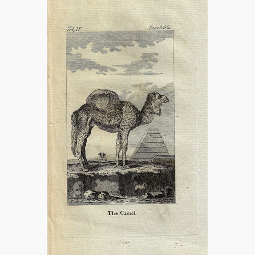 Antique Print The Camel 1790 Prints