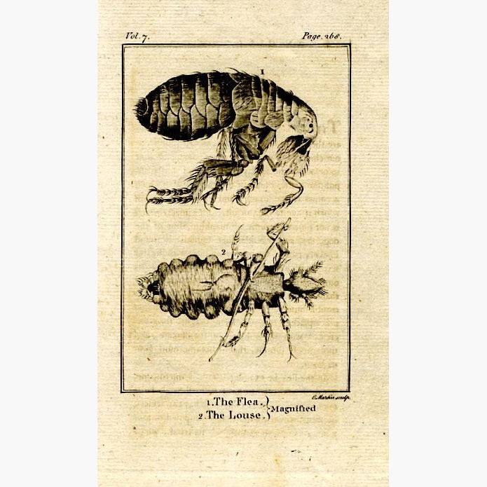 The Flea. The Louse. Magnified 1790 Prints KittyPrint 1700s Insects & Reptiles