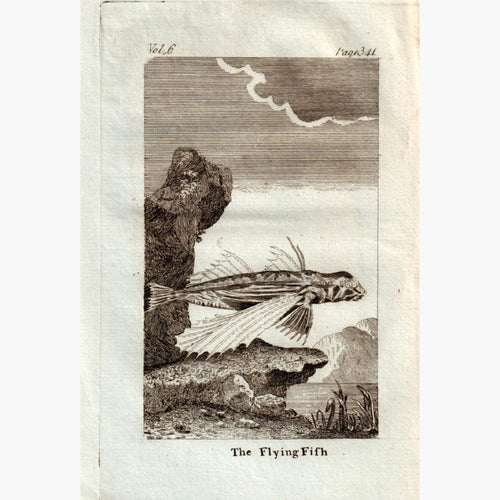 The Flying Fish,1790 Prints KittyPrint 1700s Fish