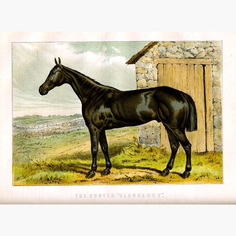 The Hunter Glengarry c.1880 Prints KittyPrint 1800s Horses