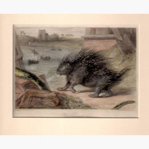 The Porcupine c.1840 Prints KittyPrint 1800s Monkeys & Primates