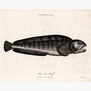 The Sea Wolf 1797 Prints