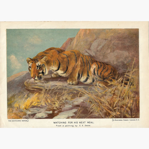Antique Print Tiger Watching for his next meal 1910 Prints