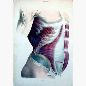 Antique Print Transversalis muscle Sternum 1836 Prints