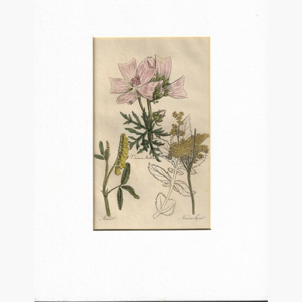 Antique Print Vervain Mallow Melilot Meadow Sweet 1817 Prints