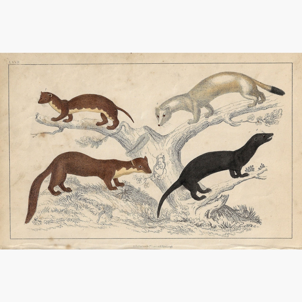 Antique Print Weasel,Ermine,Pine Martin,Vison 1855 Prints