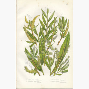 Antique Print White Willow Golden Osier 1860 Prints