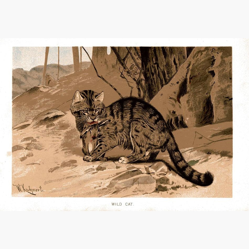 Wild Cat c.1896 Prints KittyPrint 1800s Monkeys & Primates