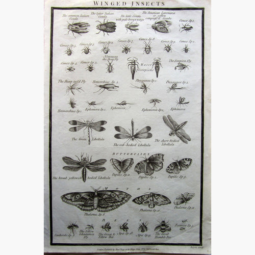 Winged Insects 1790 Prints