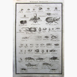Winged Insects Flies Beetles Locusts 1790 Prints