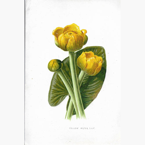 Antique Print Yellow Water-Lily 1890 Prints
