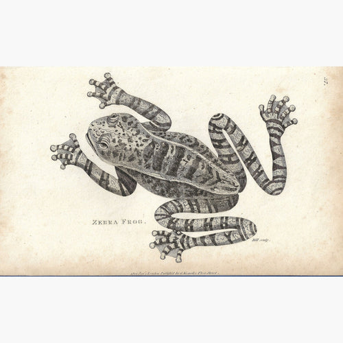 Antique Print Zebra Frog 1801 Prints