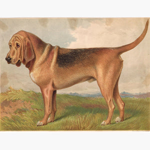 Bloodhound 1881 Prints