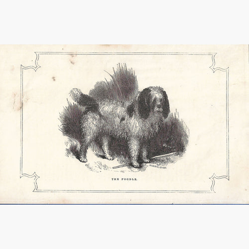 Poodle 1855 Prints