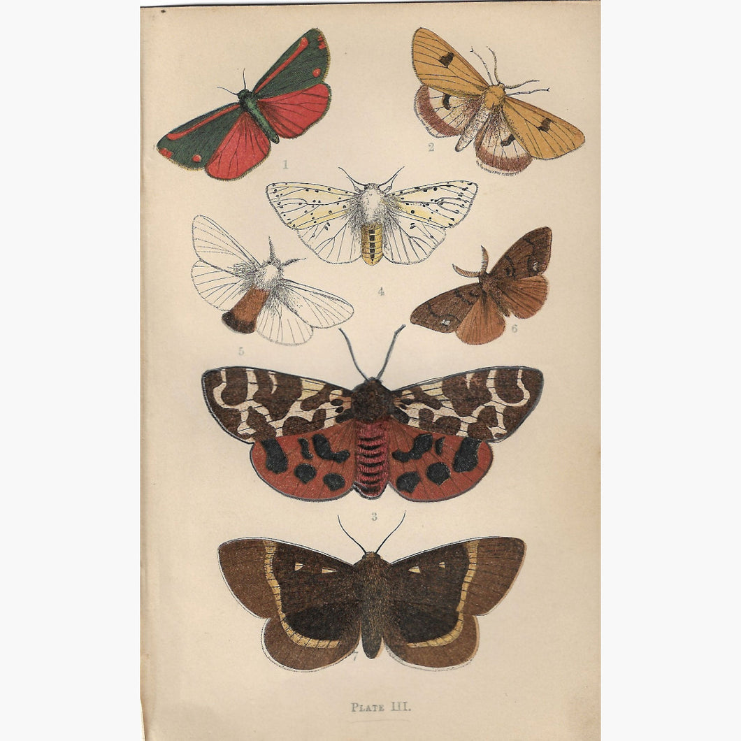 The Common Moths of England Plate 3 Rev. J.G.Wood 1870