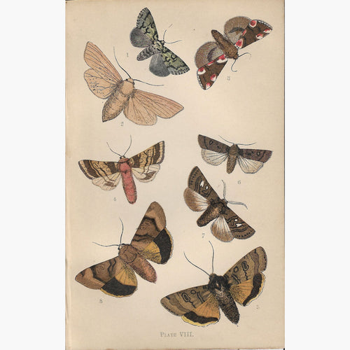 The Common Moths of England Plate 8 Rev. J.G.Wood 1870 Prints