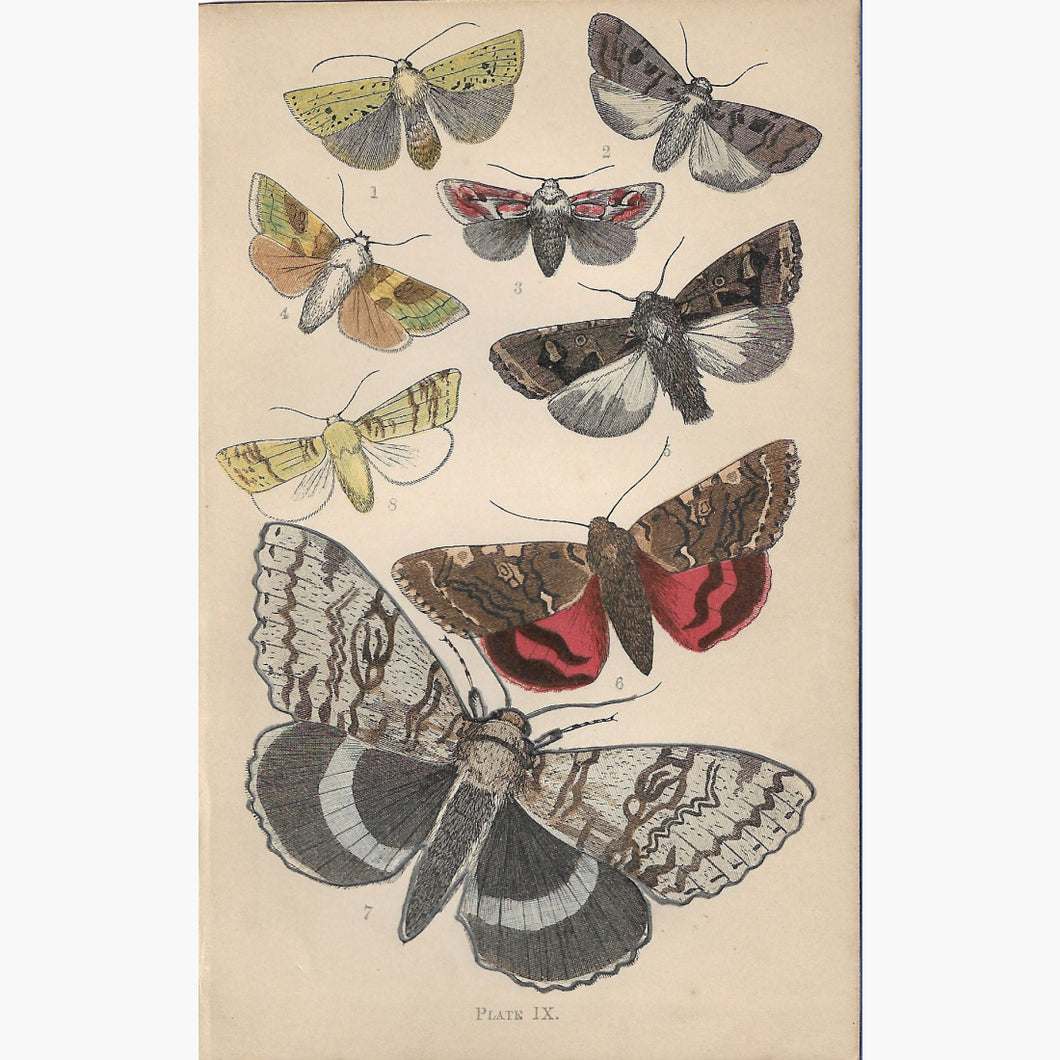 The Common Moths of England Plate 9 Rev. J.G.Wood 1870. Prints