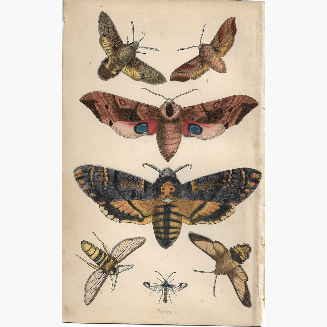 The Common Moths of England Plate1 Rev. J.G.Wood 1870 Prints