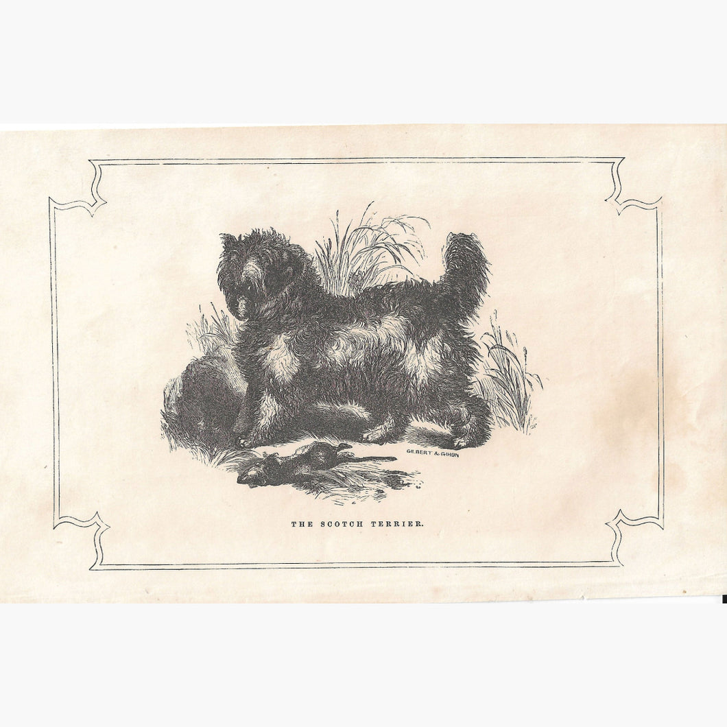 The Scotch Terrier 1855 Prints