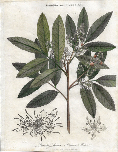 Antique Print, Limonia and Limosella, 1813