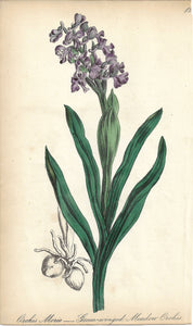 Antique Print, Orchis Morio, Green-winged Meadow Orchis, 1870
