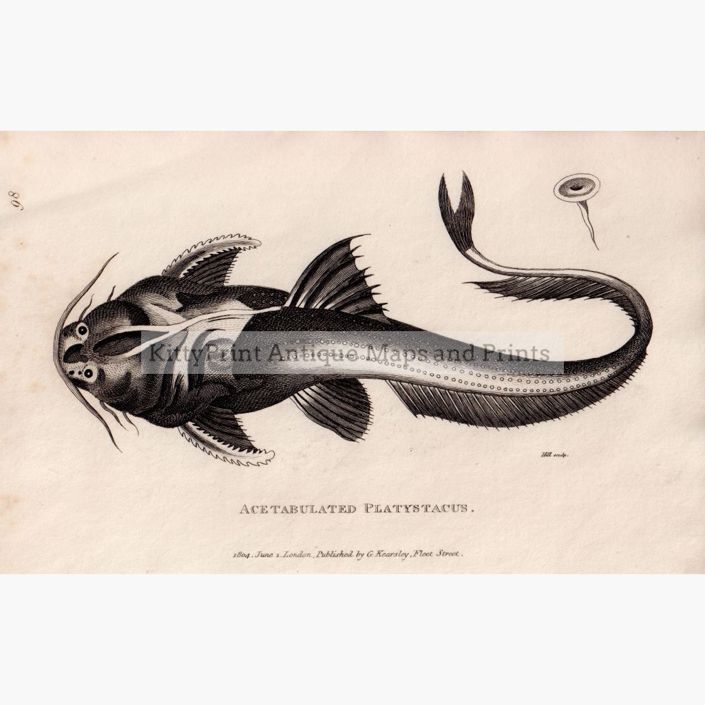 Acetabulated Platystacus Fish 1804 Prints