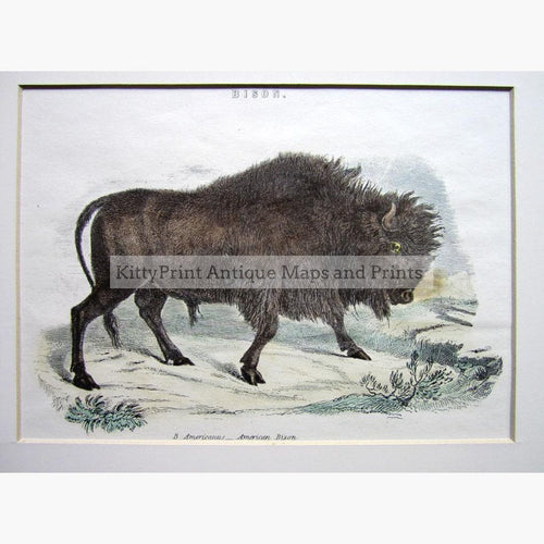 American Bison c.1880 Prints KittyPrint 1800s Monkeys & Primates