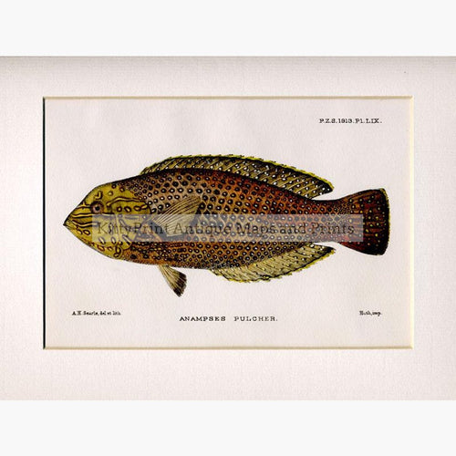Anampses Pulcher c.1860 Prints KittyPrint 1800s Fish
