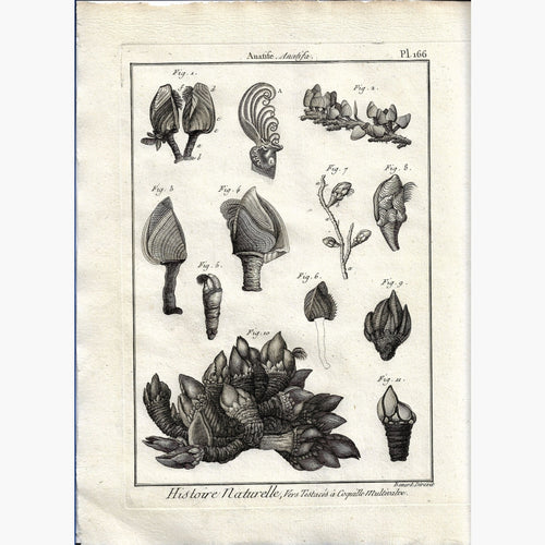 Anatife Anatifa Barnacles 1790 Prints