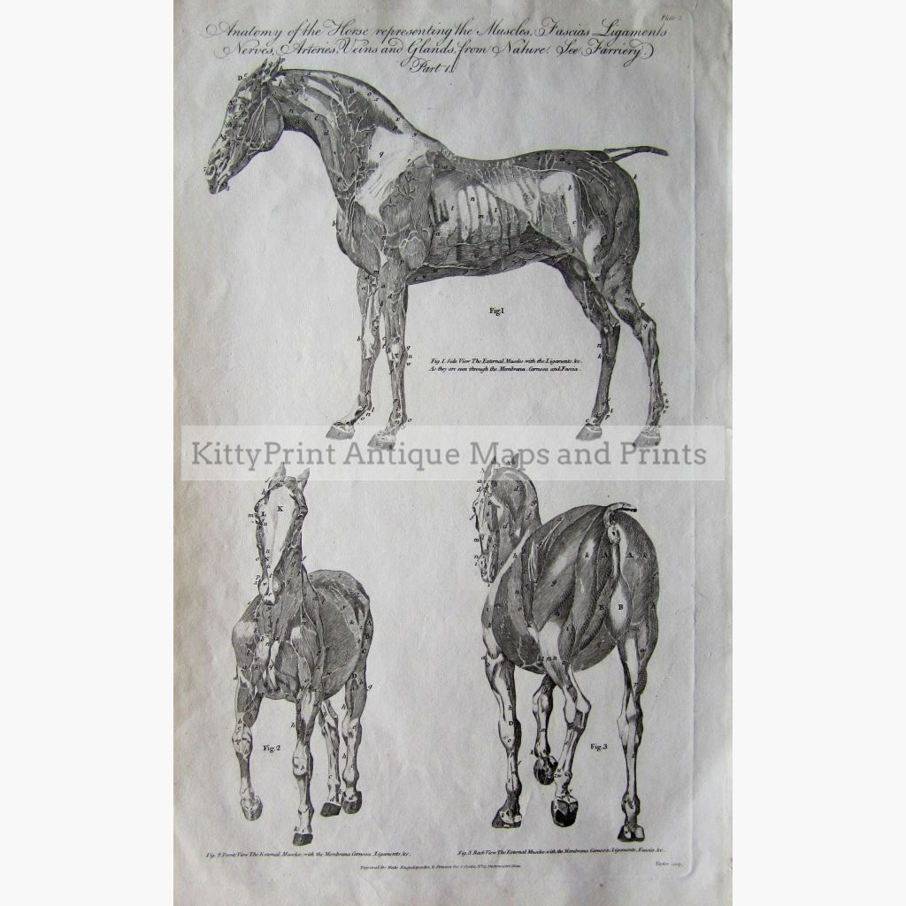 Anatomy Of The Horse 1789 Prints